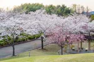 小牧市民四季の森、桜、3月春の花、愛知県小牧市の観光・撮影スポットの画像と写真