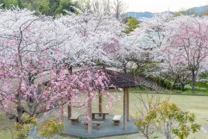 小牧市民四季の森、桜、3月春の花、愛知県小牧市の観光・撮影スポットの画像と写真