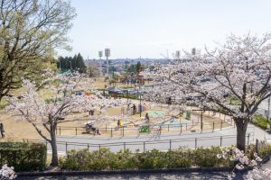 尾張旭城山公園、桜、3月春の花、愛知県尾張旭市の観光・撮影スポットの名所