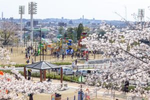 尾張旭城山公園、桜、3月春の花、愛知県尾張旭市の観光・撮影スポットの名所