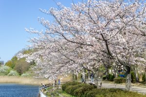尾張旭城山公園、桜、3月春の花、愛知県尾張旭市の観光・撮影スポットの名所