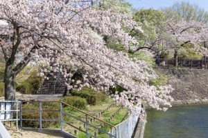 尾張旭城山公園、桜、3月春の花、愛知県尾張旭市の観光・撮影スポットの名所