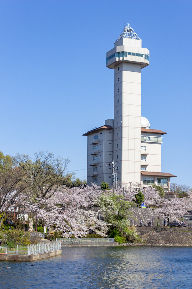 尾張旭城山公園、桜、3月春の花、愛知県尾張旭市の観光・撮影スポットの名所