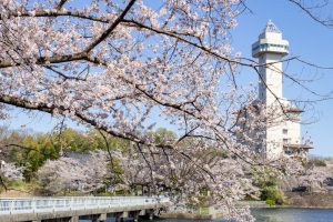 尾張旭城山公園、桜、3月春の花、愛知県尾張旭市の観光・撮影スポットの名所
