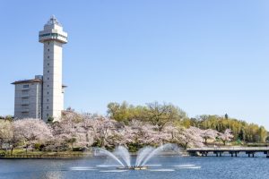 尾張旭城山公園、桜、3月春の花、愛知県尾張旭市の観光・撮影スポットの名所