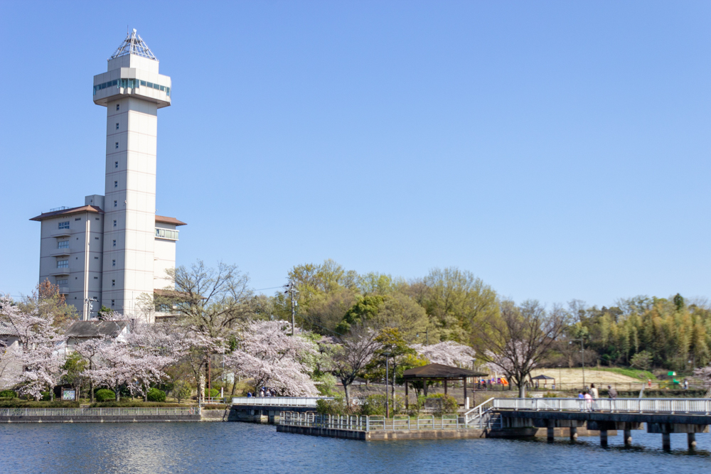 尾張旭城山公園、桜、3月春の花、愛知県尾張旭市の観光・撮影スポットの名所