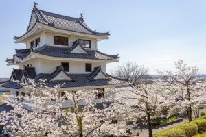 尾張旭城山公園、桜、3月春の花、愛知県尾張旭市の観光・撮影スポットの名所