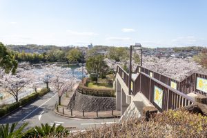 尾張旭城山公園、桜、3月春の花、愛知県尾張旭市の観光・撮影スポットの名所