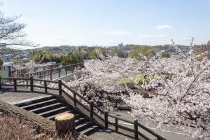 尾張旭城山公園、桜、3月春の花、愛知県尾張旭市の観光・撮影スポットの名所