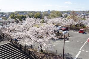 尾張旭城山公園、桜、3月春の花、愛知県尾張旭市の観光・撮影スポットの名所