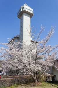 尾張旭城山公園、桜、3月春の花、愛知県尾張旭市の観光・撮影スポットの名所