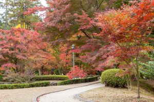 曽木公園、紅葉、11月秋、岐阜県土岐市の観光・撮影スポットの画
