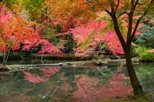 曽木公園、紅葉、11月秋、岐阜県土岐市の観光・撮影スポットの画