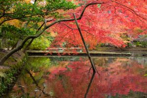 曽木公園、紅葉、11月秋、岐阜県土岐市の観光・撮影スポットの画