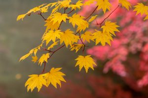 曽木公園、紅葉、11月秋、岐阜県土岐市の観光・撮影スポットの画