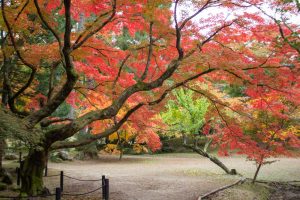 曽木公園、紅葉、11月秋、岐阜県土岐市の観光・撮影スポットの画