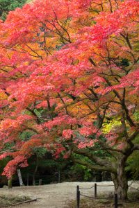 曽木公園、紅葉、11月秋、岐阜県土岐市の観光・撮影スポットの画