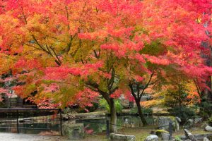 曽木公園、紅葉、11月秋、岐阜県土岐市の観光・撮影スポットの画