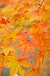 曽木公園、紅葉、11月秋、岐阜県土岐市の観光・撮影スポットの画
