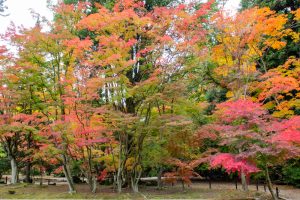 曽木公園、紅葉、11月秋、岐阜県土岐市の観光・撮影スポットの画