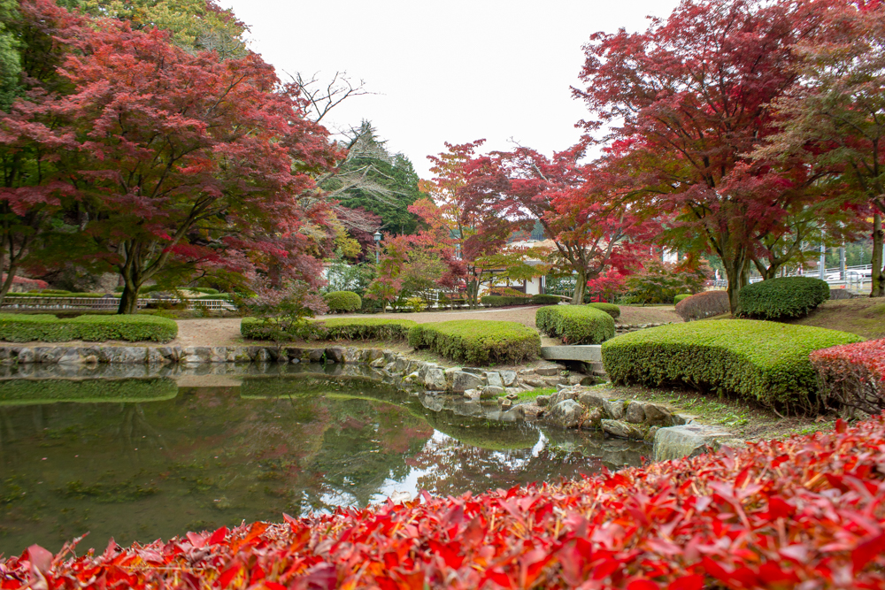 曽木公園、紅葉、11月秋、岐阜県土岐市の観光・撮影スポットの画