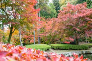 曽木公園、紅葉、11月秋、岐阜県土岐市の観光・撮影スポットの画