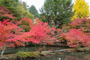 曽木公園、紅葉、11月秋、岐阜県土岐市の観光・撮影スポットの画