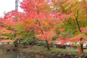 曽木公園、紅葉、11月秋、岐阜県土岐市の観光・撮影スポットの画