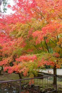 曽木公園、紅葉、11月秋、岐阜県土岐市の観光・撮影スポットの画曽木公園、紅葉、11月秋、岐阜県土岐市の観光・撮影スポットの画
