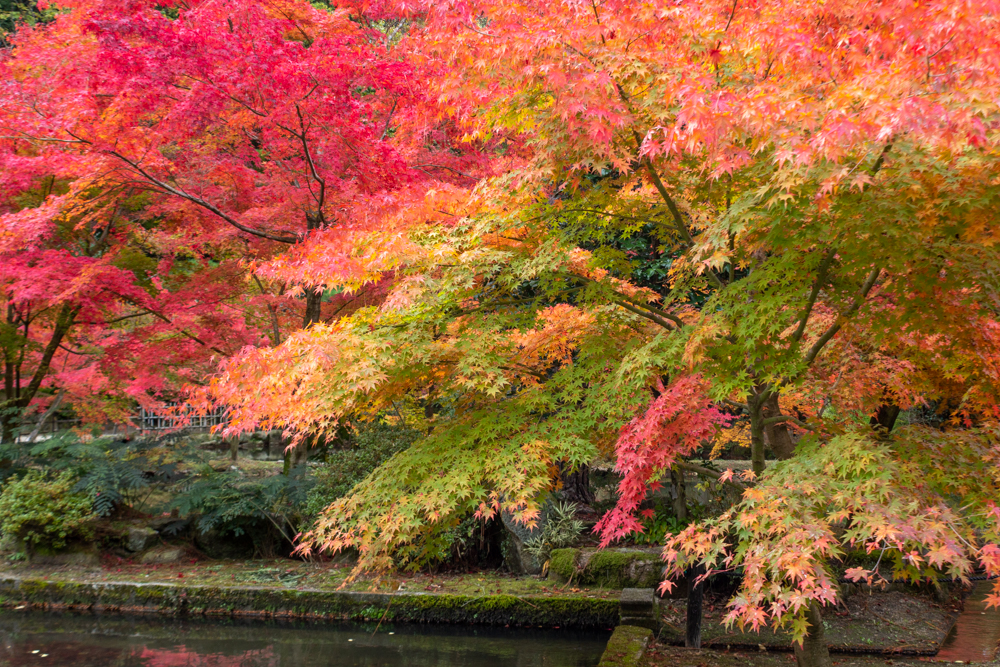 曽木公園、紅葉、11月秋、岐阜県土岐市の観光・撮影スポットの画