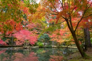 曽木公園、紅葉、11月秋、岐阜県土岐市の観光・撮影スポットの画