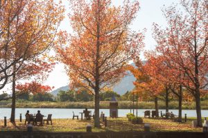 アクアワールド水郷パークセンター、紅葉、11月秋、岐阜県海津市の観光・撮影スポットの画像と写真