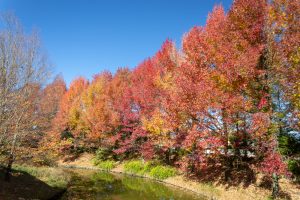 アクアワールド水郷パークセンター、紅葉、11月秋、岐阜県海津市の観光・撮影スポットの画像と写真
