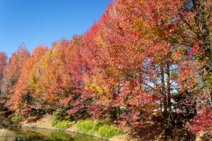 アクアワールド水郷パークセンター、紅葉、11月秋、岐阜県海津市の観光・撮影スポットの画像と写真