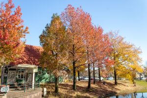 アクアワールド水郷パークセンター、紅葉、11月秋、岐阜県海津市の観光・撮影スポットの画像と写真