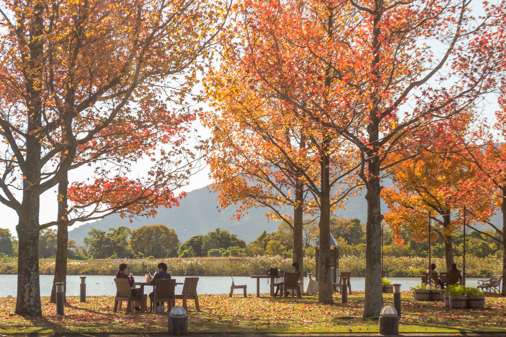アクアワールド水郷パークセンター、紅葉、11月秋、岐阜県海津市の観光・撮影スポットの画像と写真