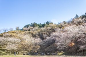 小原稲荷・松月寺、四季桜、11月秋、愛知県豊田市の観光・撮影スポットの画像と写真