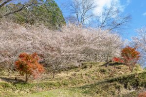 小原稲荷・松月寺、四季桜、11月秋、愛知県豊田市の観光・撮影スポットの画像と写真