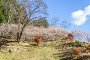 小原稲荷・松月寺、四季桜、11月秋、愛知県豊田市の観光・撮影スポットの画像と写真