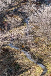 小原稲荷・松月寺、四季桜、11月秋、愛知県豊田市の観光・撮影スポットの画像と写真