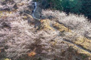 小原稲荷・松月寺、四季桜、11月秋、愛知県豊田市の観光・撮影スポットの画像と写真