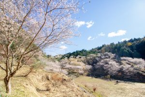 小原稲荷・松月寺、四季桜、11月秋、愛知県豊田市の観光・撮影スポットの画像と写真