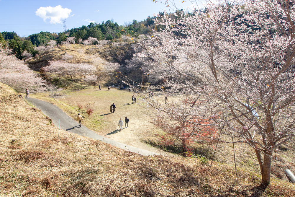 小原稲荷・松月寺、四季桜、11月秋、愛知県豊田市の観光・撮影スポットの画像と写真