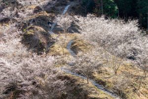 小原稲荷・松月寺、四季桜、11月秋、愛知県豊田市の観光・撮影スポットの画像と写真