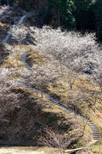 小原稲荷・松月寺、四季桜、11月秋、愛知県豊田市の観光・撮影スポットの画像と写真