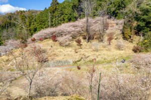 小原稲荷・松月寺、四季桜、11月秋、愛知県豊田市の観光・撮影スポットの画像と写真