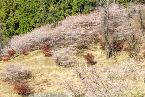 小原稲荷・松月寺、四季桜、11月秋、愛知県豊田市の観光・撮影スポットの画像と写真