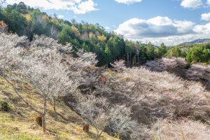 小原稲荷・松月寺、四季桜、11月秋、愛知県豊田市の観光・撮影スポットの画像と写真