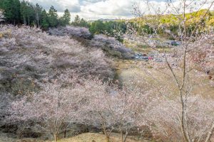 小原稲荷・松月寺、四季桜、11月秋、愛知県豊田市の観光・撮影スポットの画像と写真小原稲荷・松月寺、四季桜、11月秋、愛知県豊田市の観光・撮影スポットの画像と写真