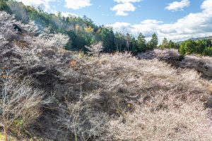 小原稲荷・松月寺、四季桜、11月秋、愛知県豊田市の観光・撮影スポットの画像と写真